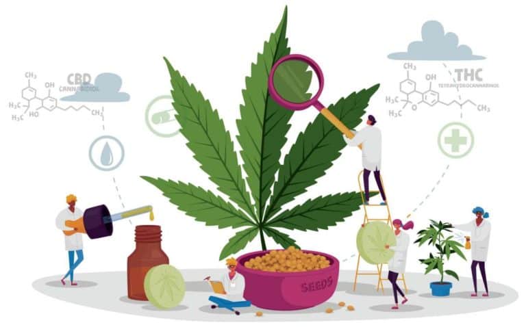 Using CBD To Quit Weed: The Science (and my experience)