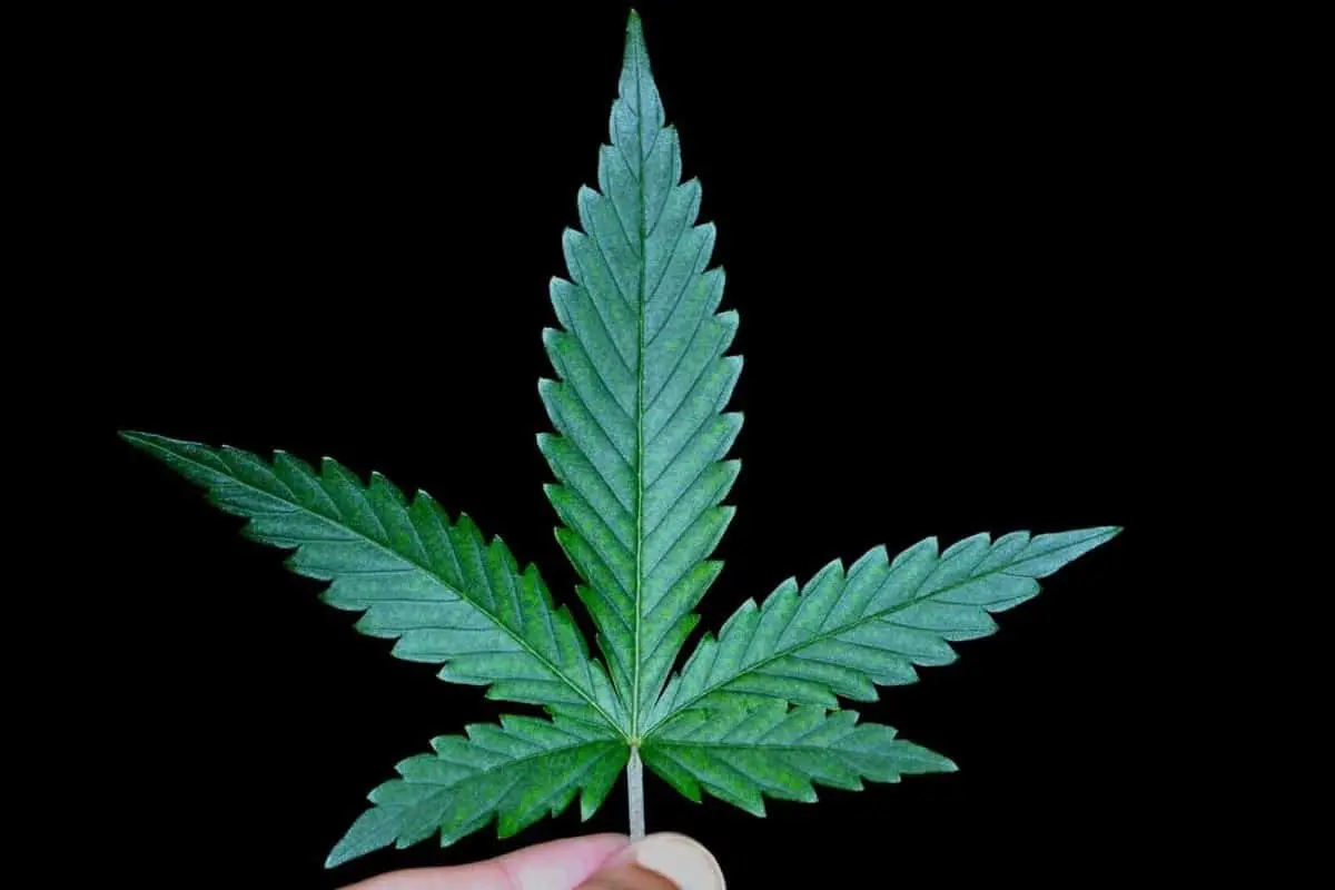 27497464 web1 TSR AUB 20211213 TeaserImage What's the Difference: Marijuana vs. Cannabis vs. CBD vs. THC vs. Hemp ? (2022)