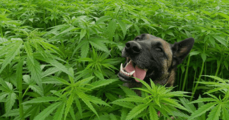 CBD As a Prednisone Alternative For Dogs