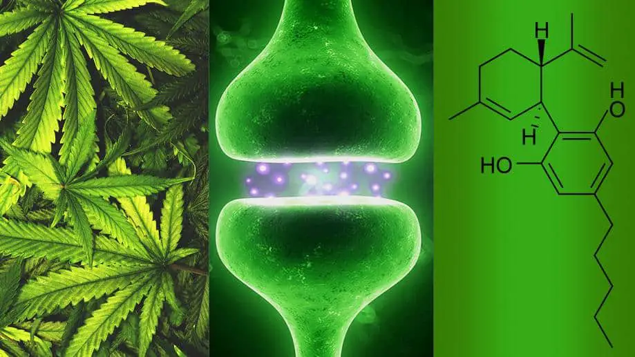 CBD to quit smoking weed science studies the conscious vibe What's the Difference: Marijuana vs. Cannabis vs. CBD vs. THC vs. Hemp ?