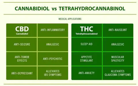 CBD vs THC the conscious vibe What's the Difference: Marijuana vs. Cannabis vs. CBD vs. THC vs. Hemp ? (2022)