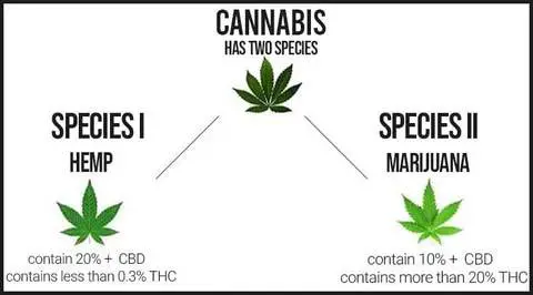 Cannabis vs. marijuana vs hemp What's the Difference: Marijuana vs. Cannabis vs. CBD vs. THC vs. Hemp ? (2022)