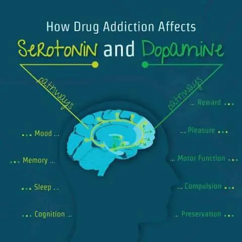 How Drug Addiction Affects Serotonin And 15 Reasons Why You May Be (probably are) Addicted To The Internet.