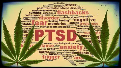PTSC CBD oil cannabis CBD Oil Praised As Natural Remedy for Mental Wellness
