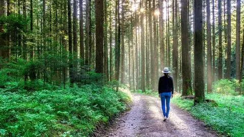 Sloww Forest Bathing This Is How You Can Increase Your Level of Consciousness.