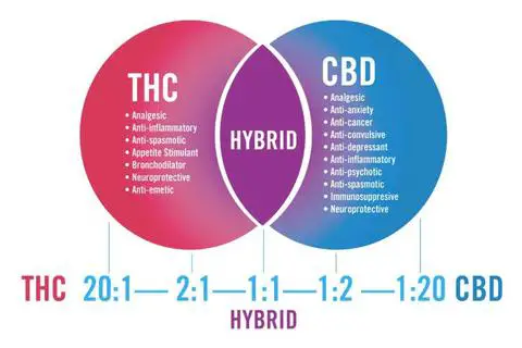 THC vs CBD effects hemp marijuana cannabis differences What's the Difference: Marijuana vs. Cannabis vs. CBD vs. THC vs. Hemp ?