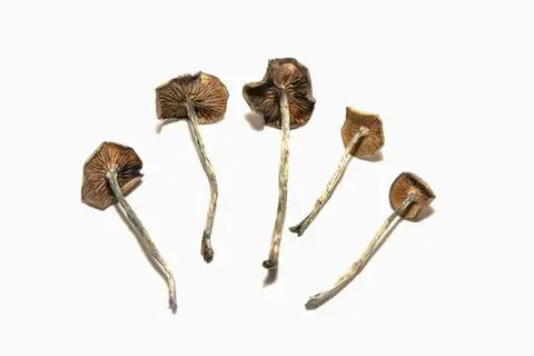 are shrooms legal in the usa Micro-Dosing Guide For Beginners: Psilocybin Mushrooms