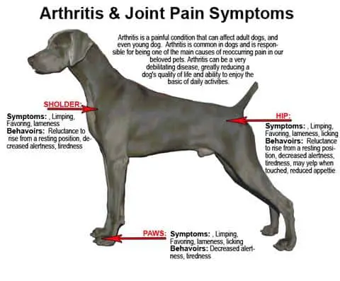 arthritis CBD As a Prednisone Alternative For Dogs