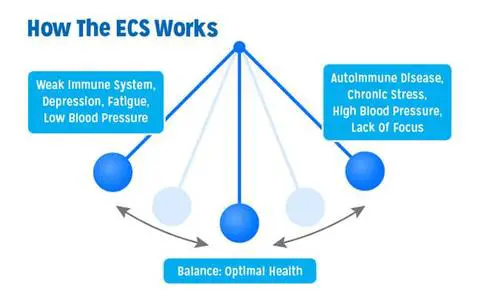 endocannabinoid system balance This Is How Cannabis Effects Consciousness. (Study Finds)