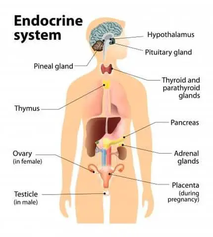 endocrine system 480x480 1 Are Chakras Real? Origin Of The Chakras