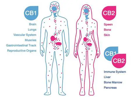 the conscious vibe. endocannabinoid system 480x480 1 Can You Use CBD To Quit Smoking Weed : My Experience (and the Science)