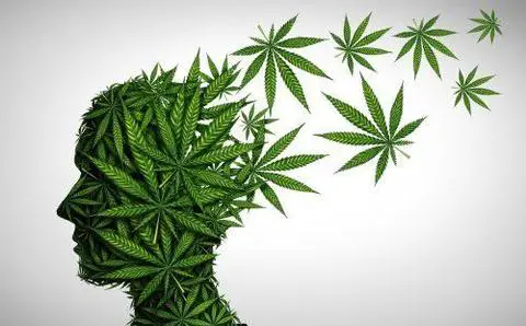 use CBD to quit weed THC CBD vs. Zoloft: A Natural Alternative For Anxiety?