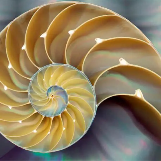 nautilus shell 4 Here’s What All The Yoga Symbols Mean (From ‘Namaste’ to ‘Om’)