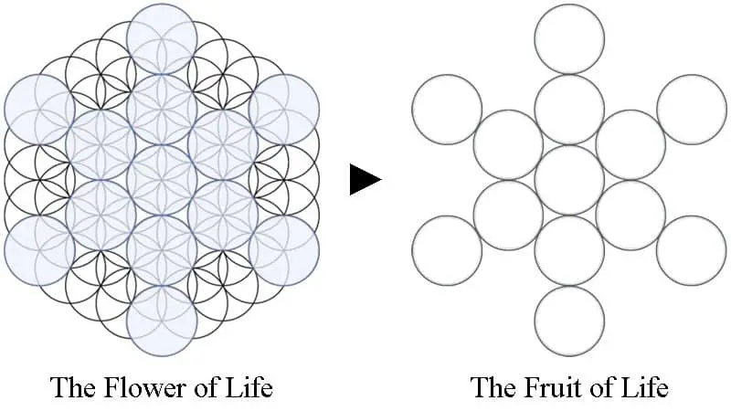 Fruit of Life Stages 1 Flower Of Life Meaning - Origin & Symbolism
