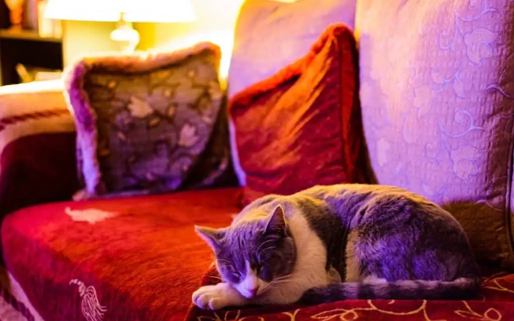 cat 5862784 1280 15 of the BEST Tricks To Create Good Vibes In Your Home (Or Office) - Feng Shui Explained