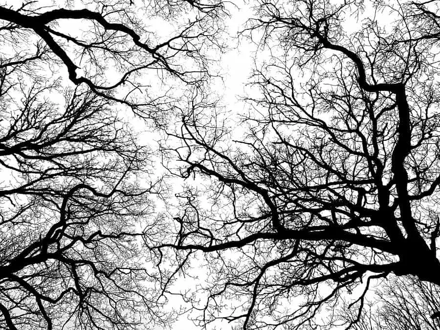 fractal tree branches colin drysdale Fractal Examples: Paterns In Nature