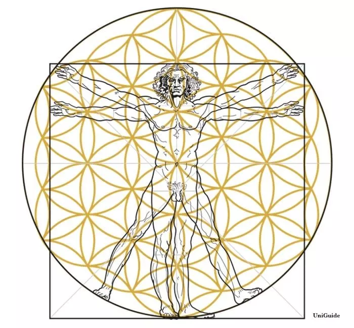 vitruvian man flower of life The Ultimate Guide to the Flower of Life: Discover Its Hidden Secrets