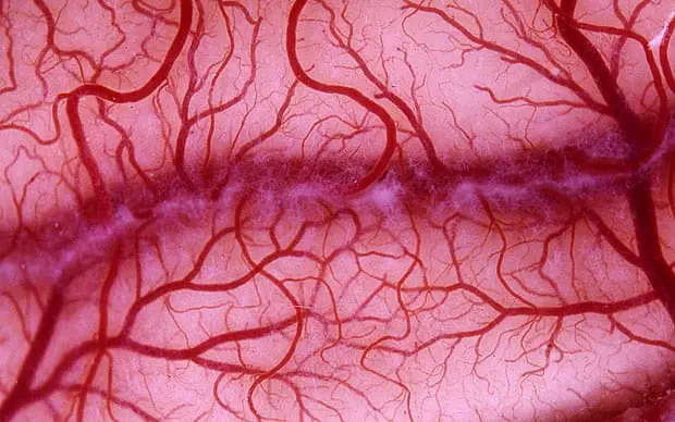 Blood vessels 1817314a 2eb9a9f Are Humans Fractals? Biology and Behavior (multiple studies)