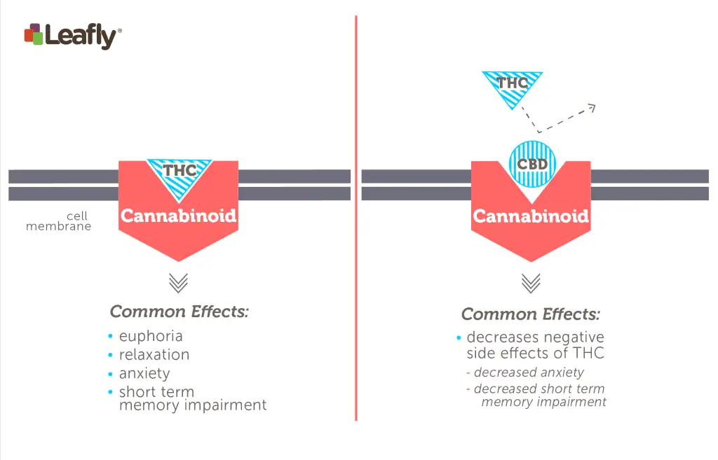 CBD Graphic 2 1024x657 1 What's the Difference: Marijuana vs. Cannabis vs. CBD vs. THC vs. Hemp ?