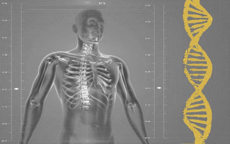 Are Humans Fractals? Biology and Behavior (multiple studies)