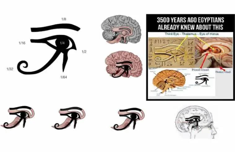 blog the pineal gland the eye of horus Uncovered: The Eye of Horus vs. The Eye of Ra