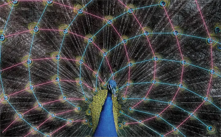 peacock Sacred Geometry Symbols: Meanings Explained