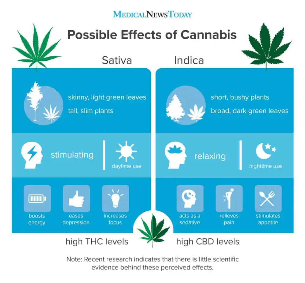sativa vs indica v2 1024x948 1 What's the Difference: Marijuana vs. Cannabis vs. CBD vs. THC vs. Hemp ? (2022)