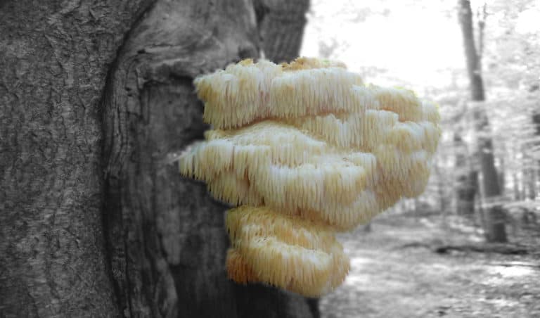 Is Lions Mane Psychedelic ? Benefits & Science