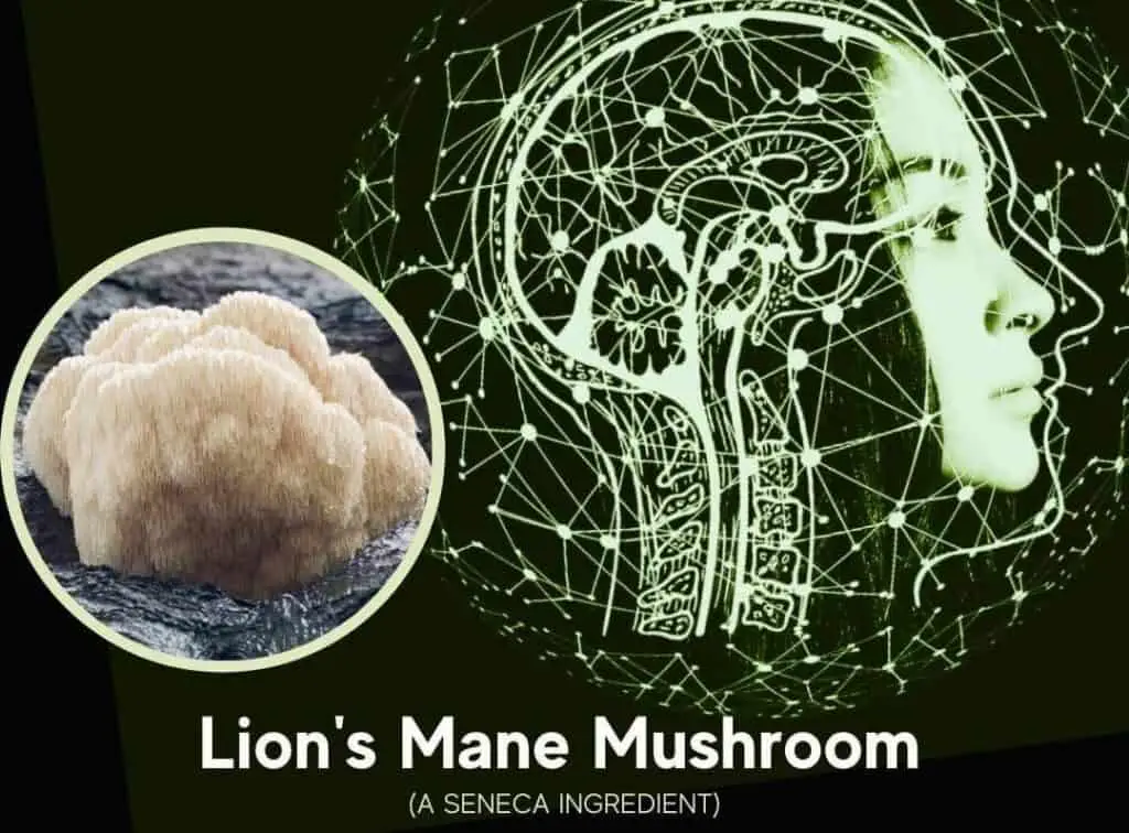 lions mane 01 1024x756 2 Is Lions Mane Psychedelic ? Benefits & Science
