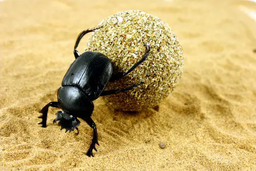 Dung Beetle Unlocking the Scarab Beetle: Meaning & Mythology
