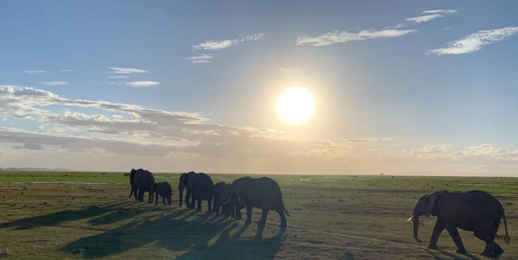 elephant africa safari meaning symbolism What Do Elephants Symbolize? Symbolic Meaning Explained