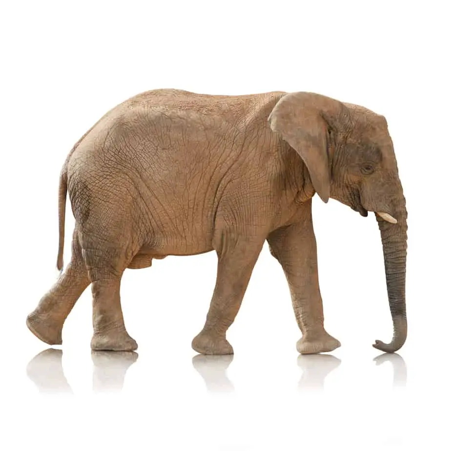 elephant trunk down What Do Elephants Symbolize? Symbolic Meaning Explained