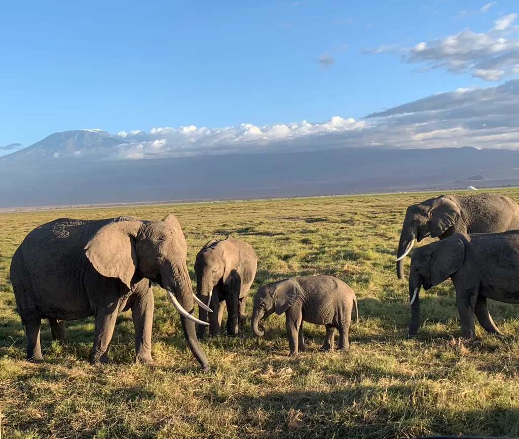 elephants symbolism kenya africa safari Elephant Symbolism: Unlocking the Secrets