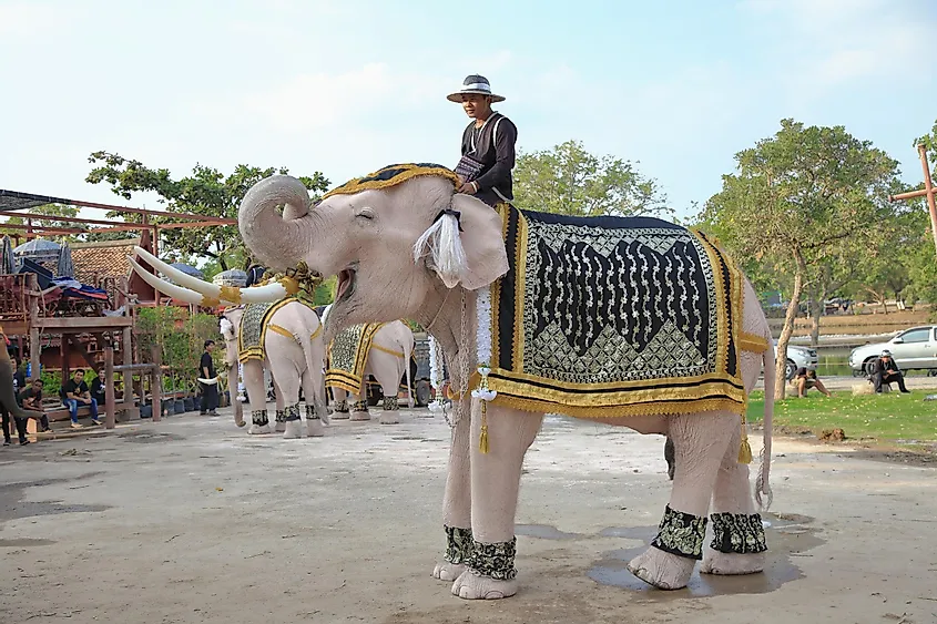 white elephant ayutthaya thailand skynavin Elephant Symbolism: Unlocking the Secrets