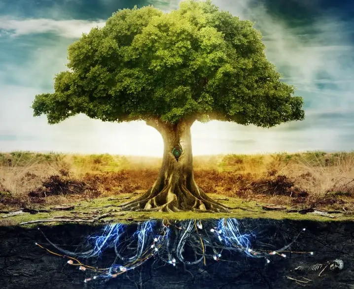 Everyrthing is connected tree of life symbolic meaning Tree of Life Symbol: Meaning & Origin