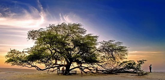 Tree of Life Bahrain 12.jpg What Does The Tree Of Life Symbolize? Origin & Cultural Meanings