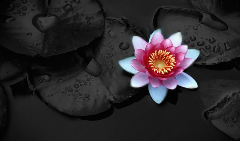 The Lotus Flower Meaning | Symbolism & History