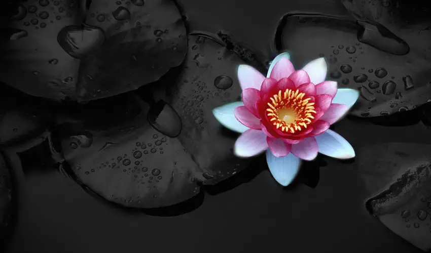 lotus flower symbolisn meaning the conscious vibe The Lotus Flower: The True Origin & Meaning