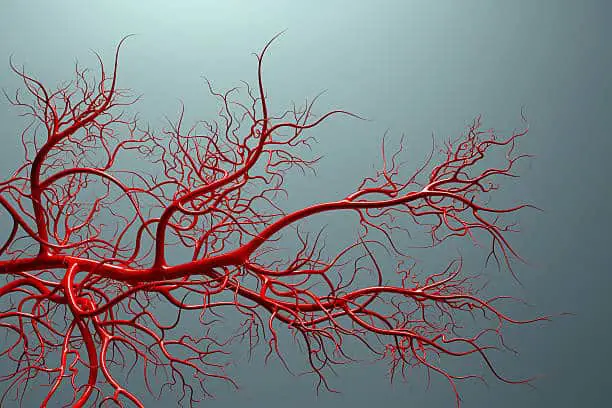 blood vessel fractal humans Are Humans Fractals? Biology and Behavior (multiple studies)