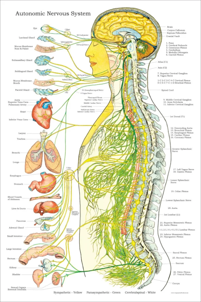 chakras origin nervous system real Are Chakras Real? Origin Of The Chakras