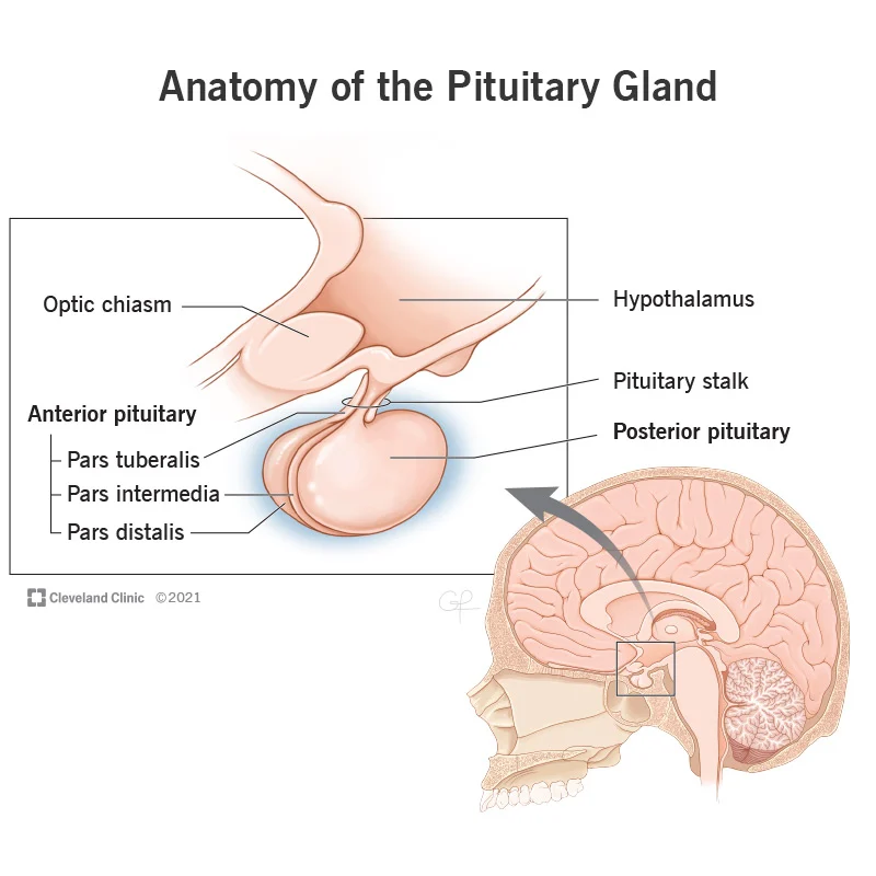 consciousness third eye posterior pituitary final What's Your Third Eye? How To Open It ?