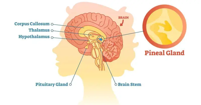 pineal pitutary glands endocrine third eye 3rd consciousness vibe conscious What's Your Third Eye? How To Open It ?